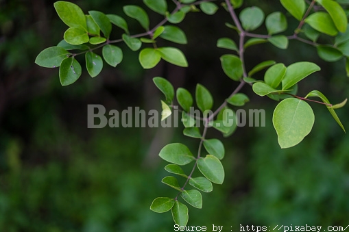 Henna or mehndi leaves background with shades of green